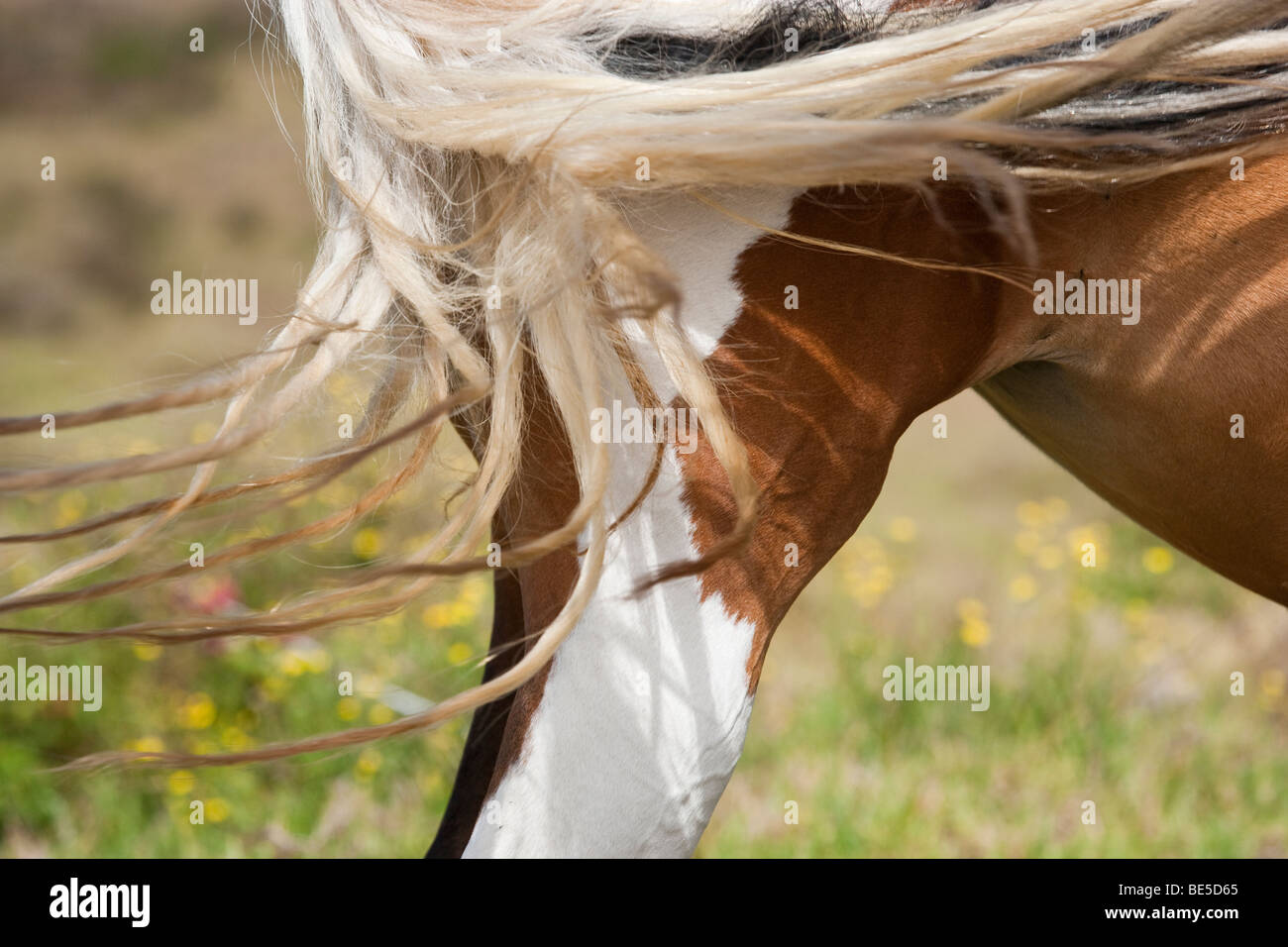 Pinto Horse sauste Schwanzspitze zur Abwehr von fliegen Stockfoto
