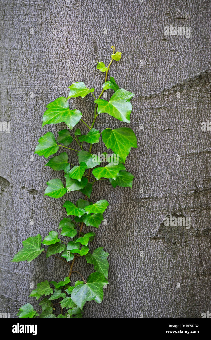 English ivy hedera helix Fotos und Bildmaterial in hoher Auflösung
