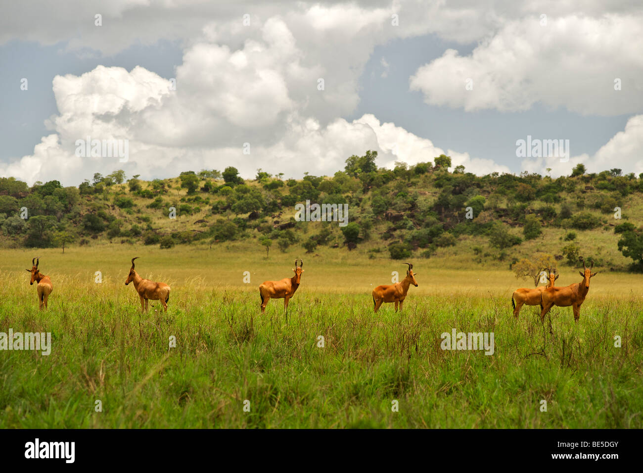 Jacksons Kuhantilopen im Kidepo Valley Nationalpark in Uganda. Stockfoto Jacksons Kuhantilopen im Kidepo Valley Nationalpark in Uganda. Stockfoto