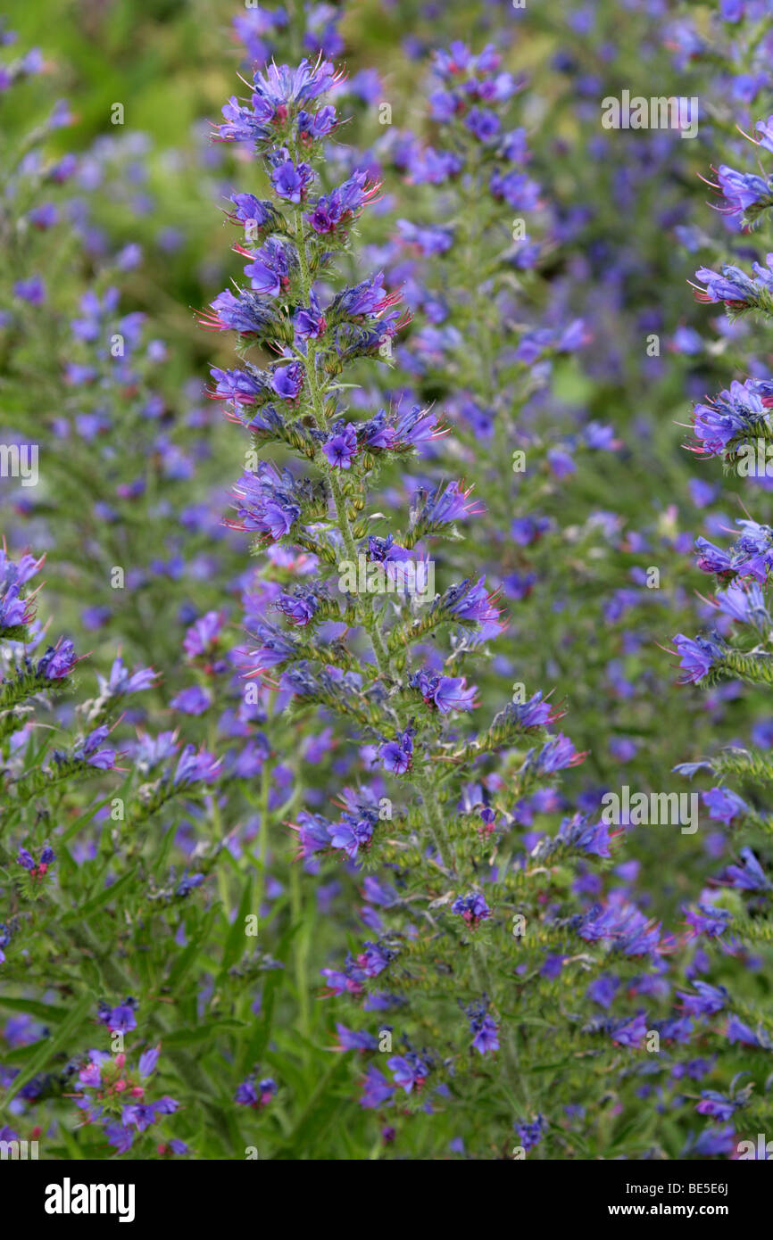 Viper's Bugloss, Blueweed oder Blue Devil, Echium Vulgare, Boraginaceae, Europa Stockfoto