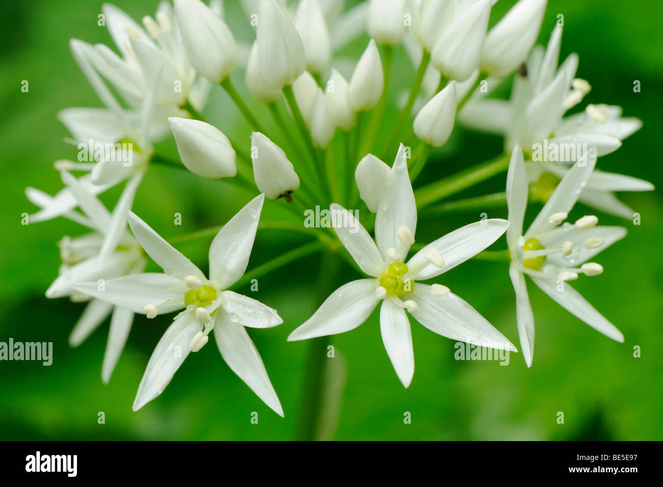 Wilde Blüten in Knoblauch (Allium Ursinum) Stockfoto