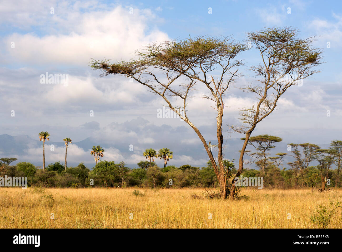 Kidepo Valley Nationalpark im Norden Ugandas. Stockfoto Kidepo Valley Nationalpark im Norden Ugandas. Stockfoto