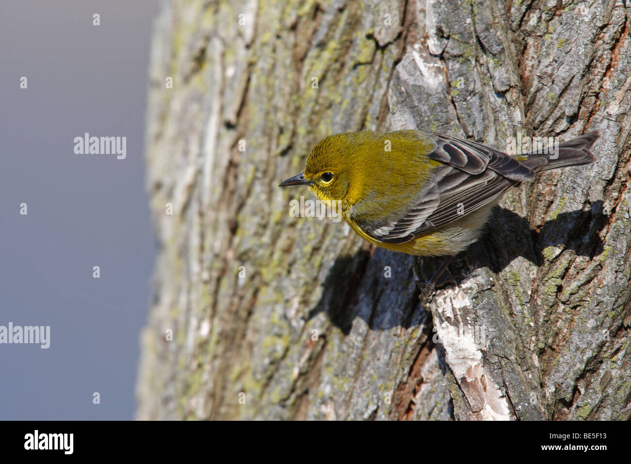 Kiefer-Warber (Dendroica Pinus Pinus), einen frühen Frühling Migranten Männchen in perfekten Gefieder Fütterung auf einem Baumstamm. Stockfoto