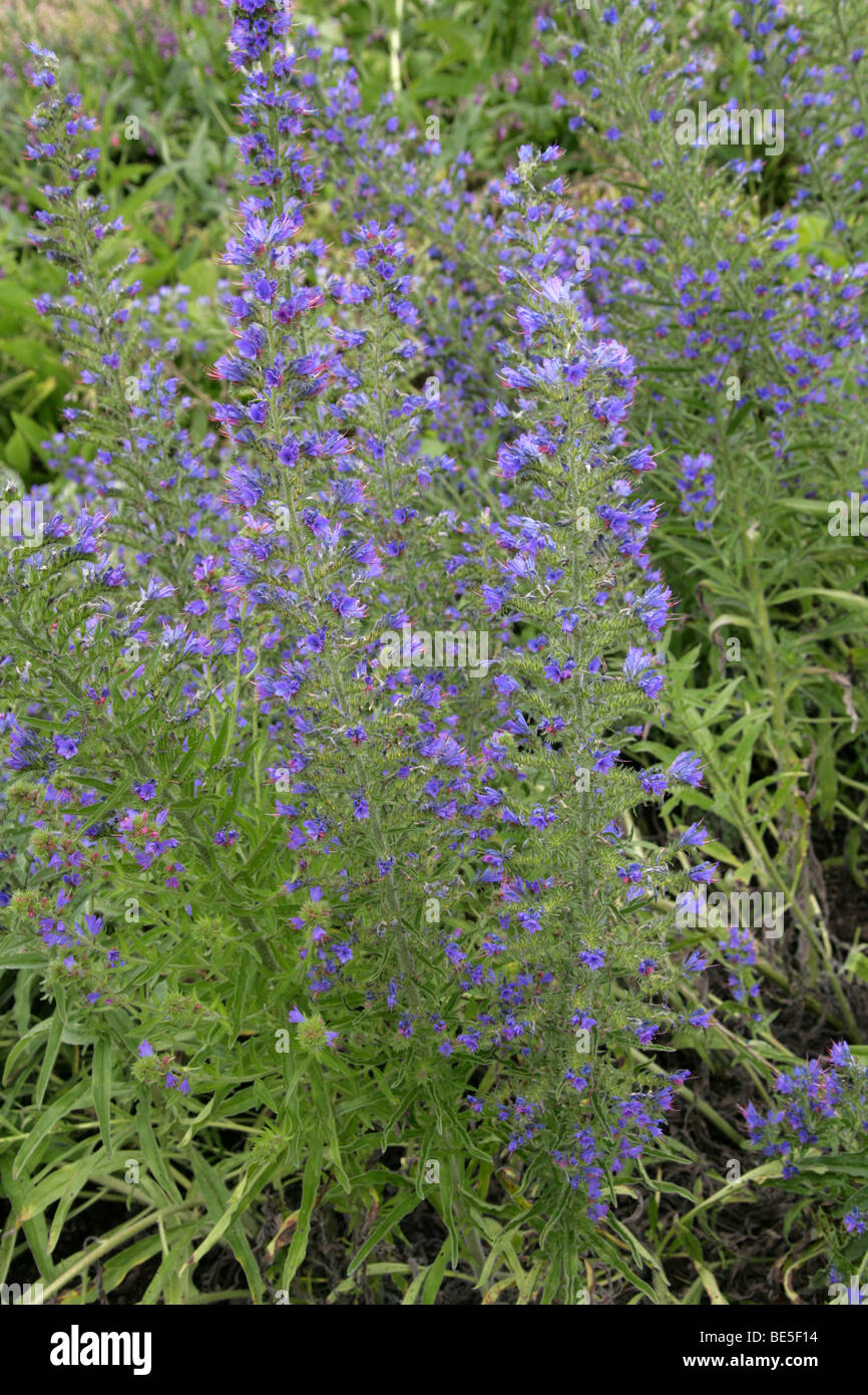Viper's Bugloss, Blueweed oder Blue Devil, Echium Vulgare, Boraginaceae, Europa Stockfoto