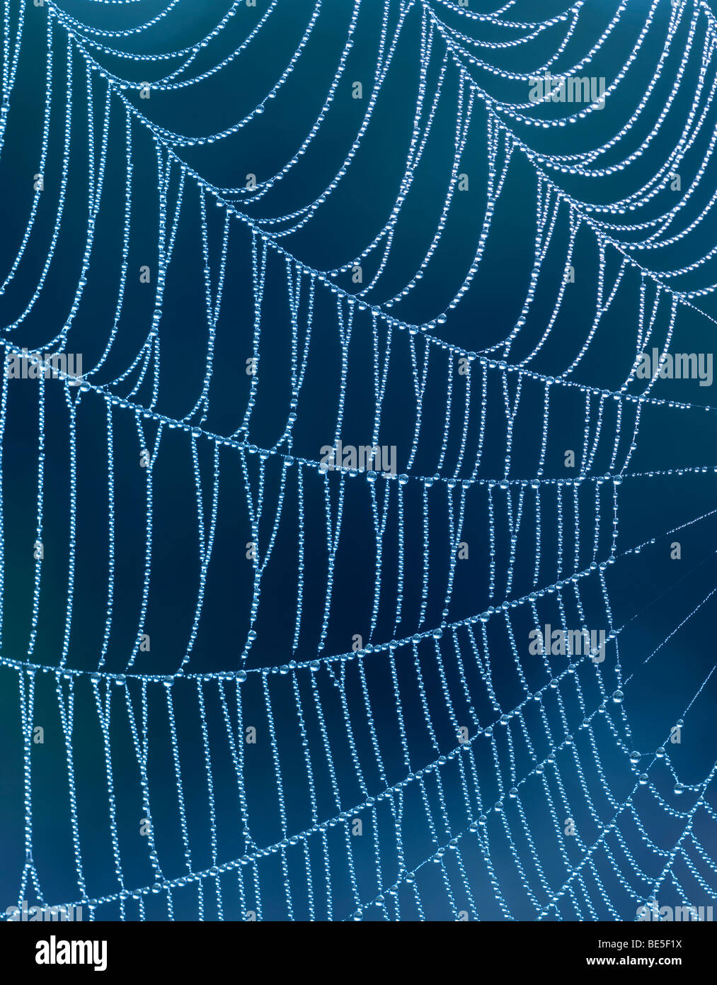 Spinnennetz mit Tautropfen Stockfoto