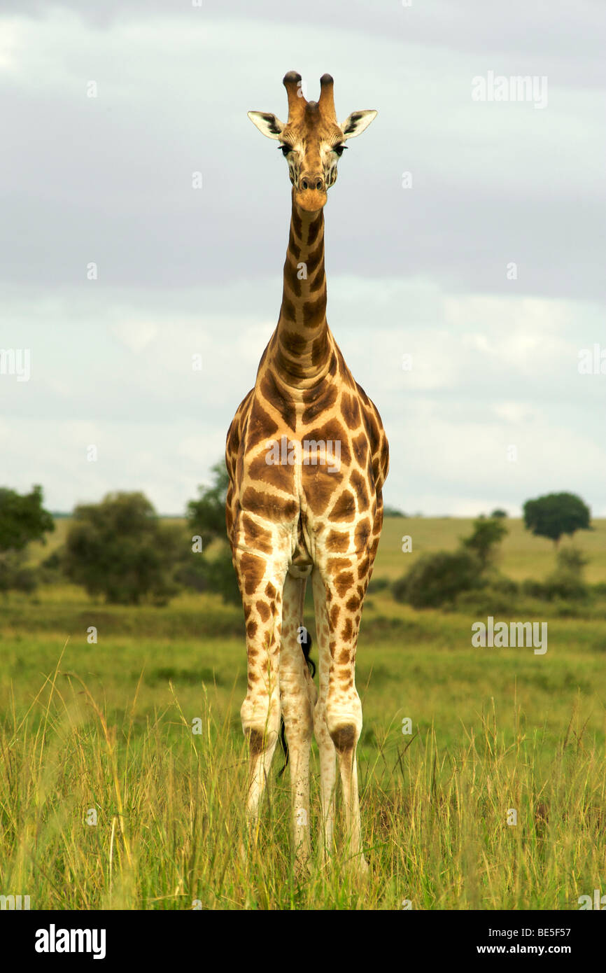Giraffe (Giraffa Plancius) im Kidepo Valley Nationalpark in Nord-Uganda. Stockfoto