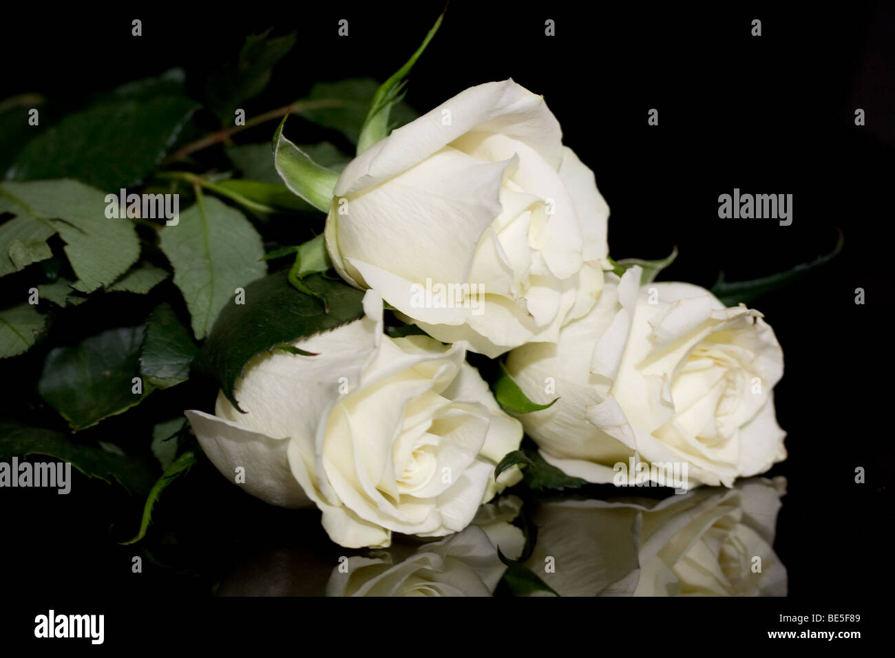 Weiße Rosen Stockfoto