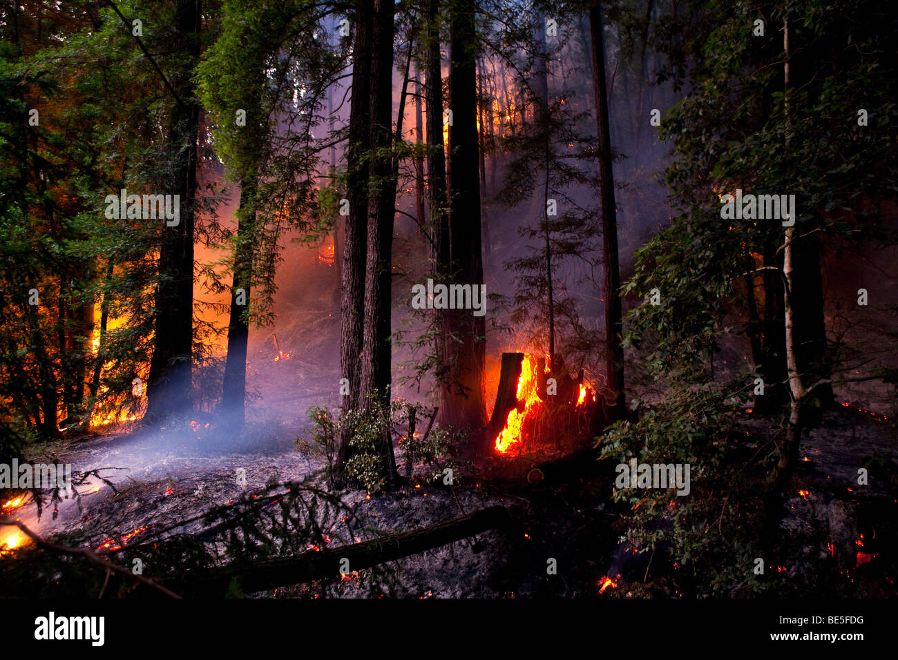 Kalifornien Lockheed Wildfire in Santa Cruz Mountains. CALFIRE/CDF - California Department of Forestry und Brandschutz Stockfoto