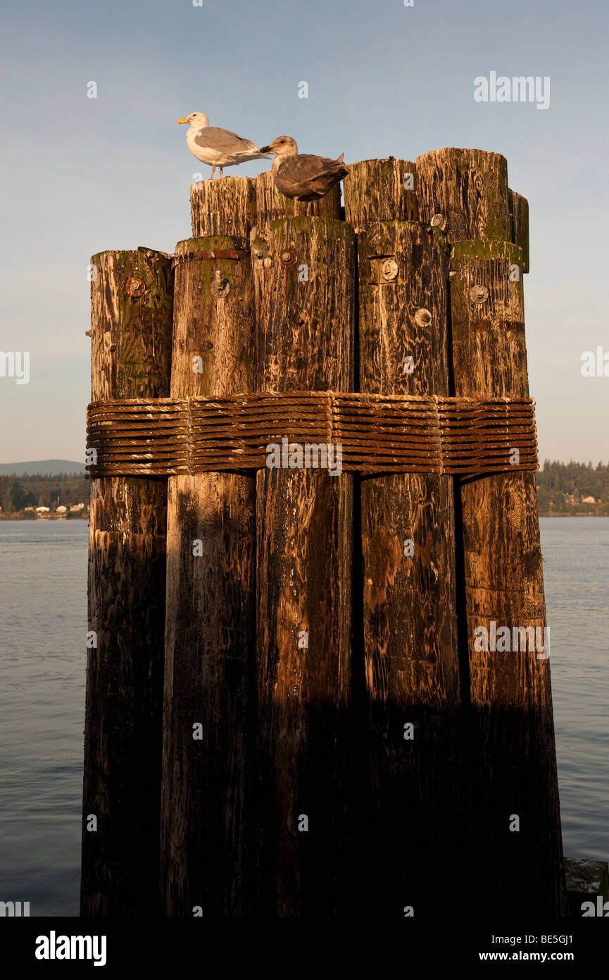 Möwen grüßen am Morgen beim Sitzen auf der Fähre Dock Delphin auf Stachelbeere Punkt, Washington. Lummi Island im Hintergrund. Stockfoto