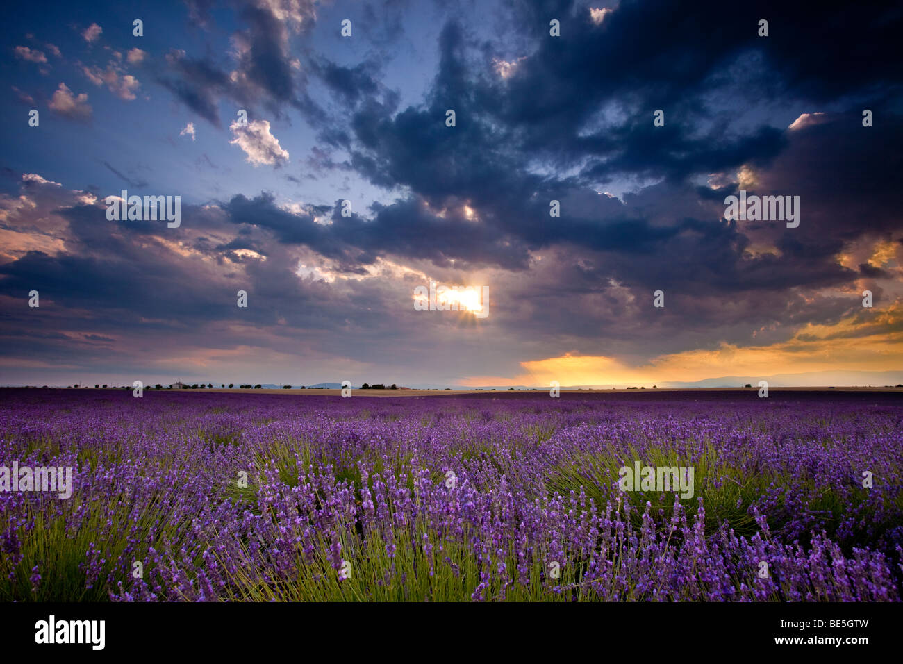 Sonnenuntergang über Lavendel Feld in der Nähe von Valensole, Provence Frankreich Stockfoto