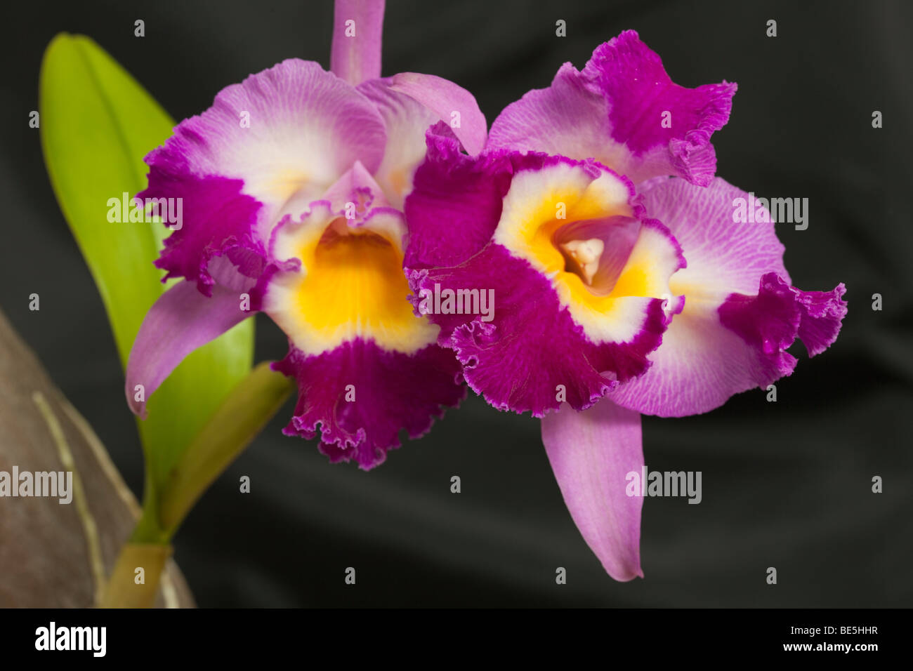 Cattleya Orchideen sind beliebt und einfach zu züchten. Stockfoto