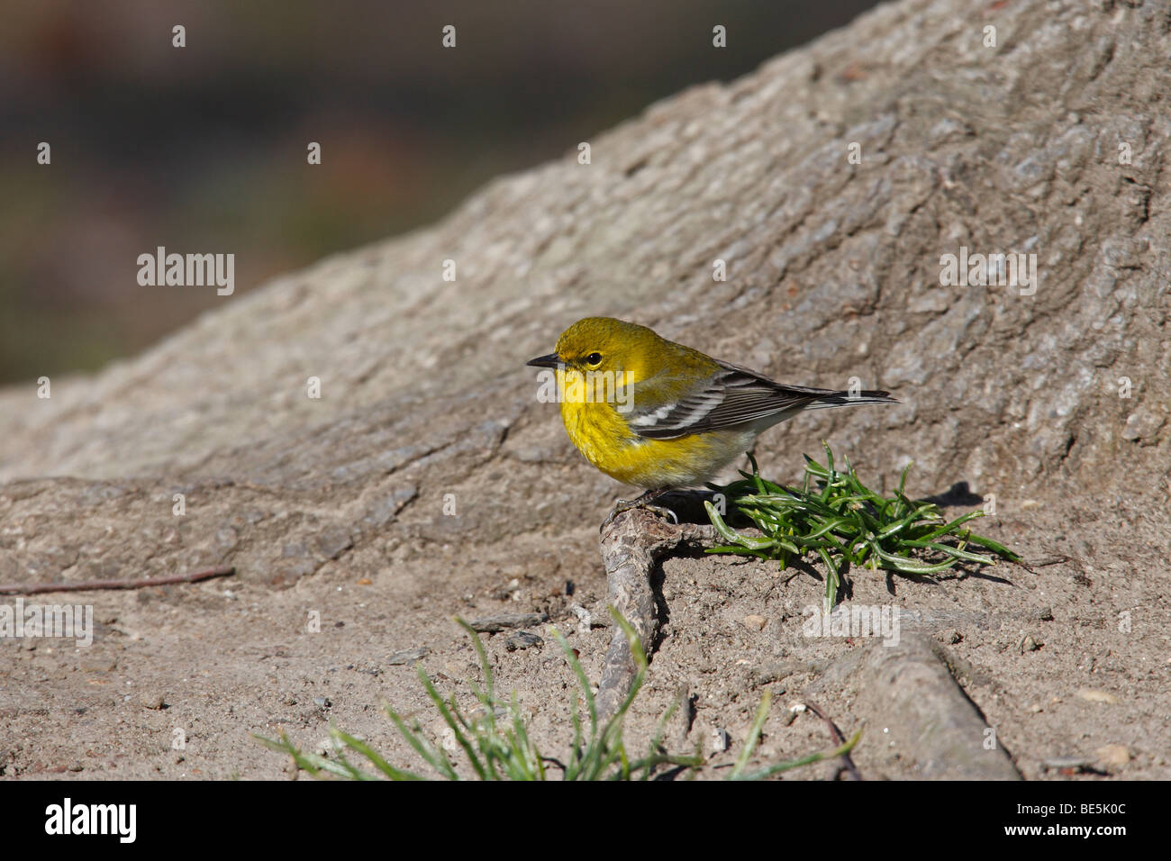 Kiefer-Warber (Dendroica Pinus Pinus), einen frühen Frühling Migranten Männchen in perfekten Gefieder sitzt auf einem Baumstamm. Stockfoto