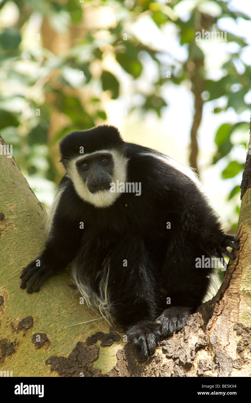 Black And White Colobus Affen (Colobus Abyssinicus) in Kenia Stockfoto