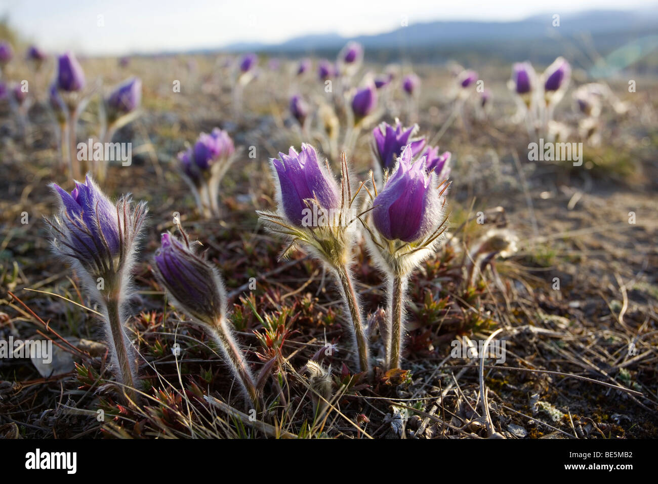 Blühende Pulsatilla (Anemone Patens), nördliche Crocus, Prairie Crocus, Prairie Rauch, Kuhschelle, Gegenlicht, Frühling, Yukon-Te Stockfoto