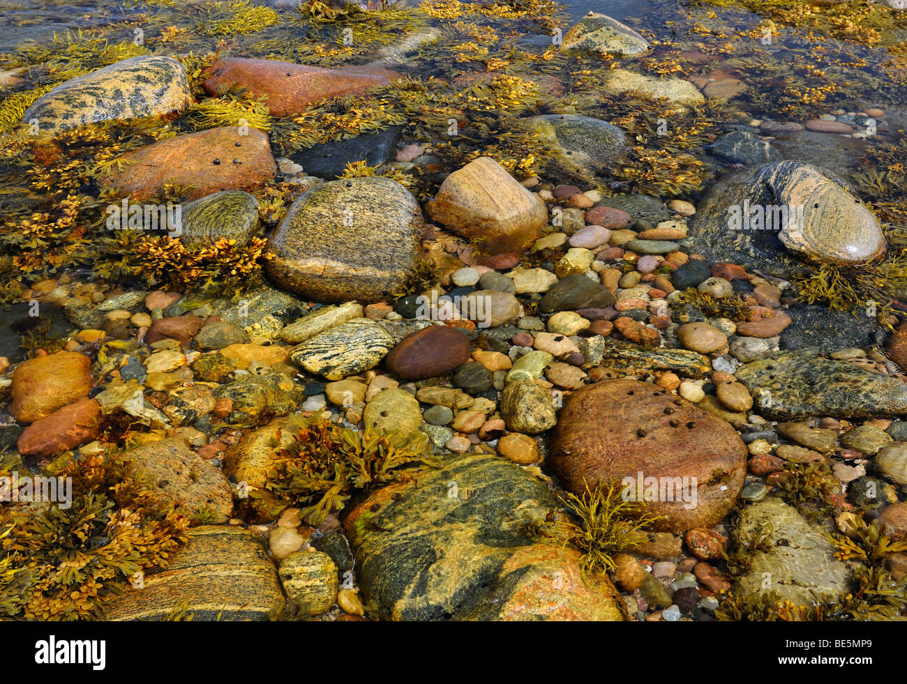 Algen und Muscheln in tide pool am Ufer des Martins Point Neufundland Stockfoto