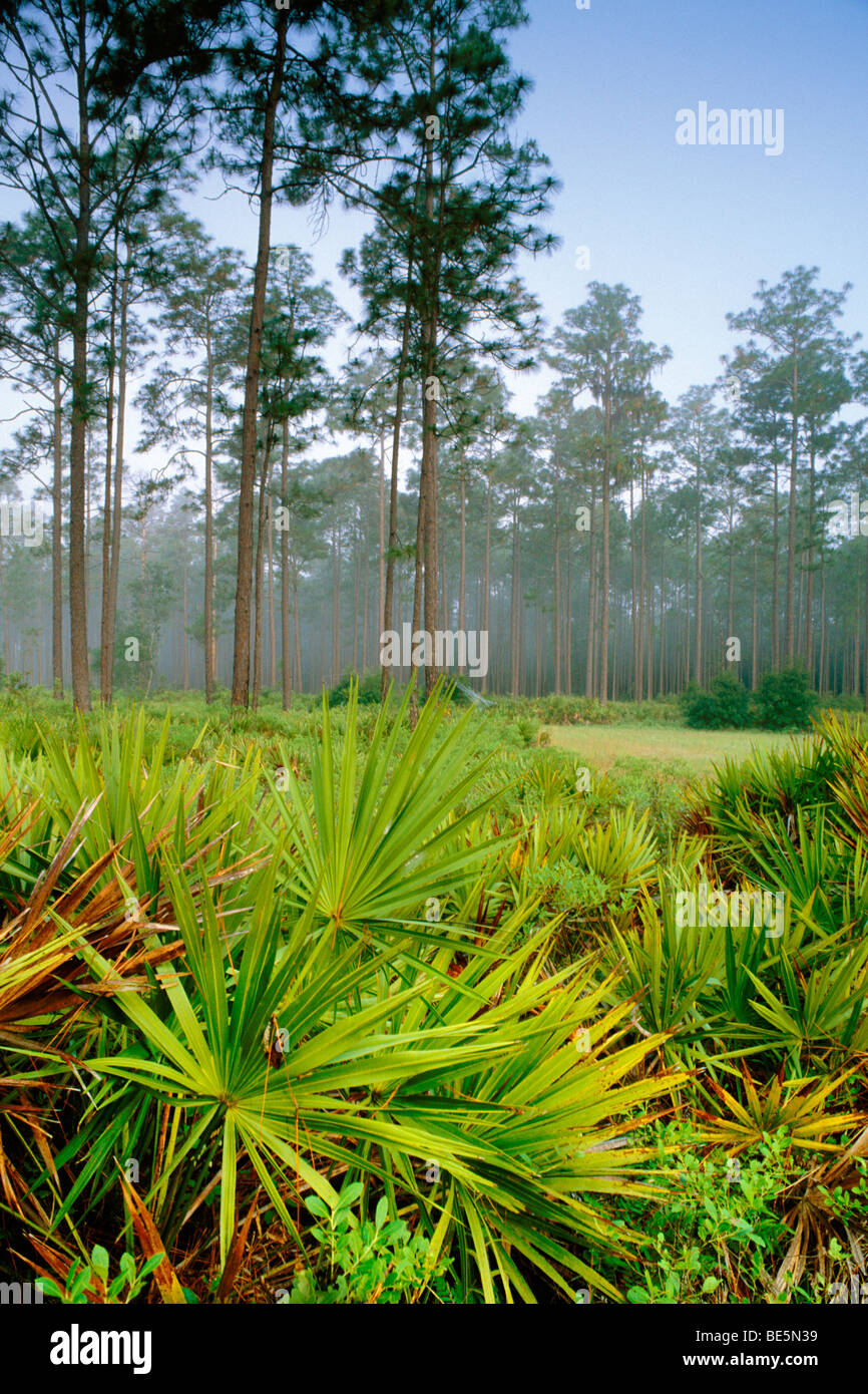 Longleaf Pine und palmetto Stockfoto