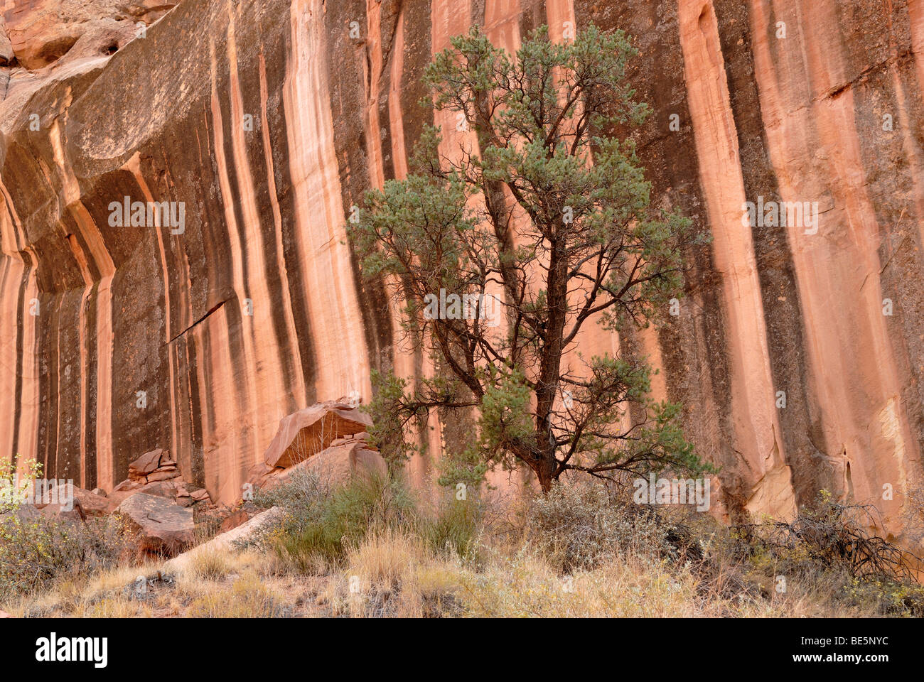 Kiefer (Pinus) vor gestreift rot-braunen Sandsteinmauern, Capitol Gorge, Capitol Reef National Park, Utah, USA Stockfoto