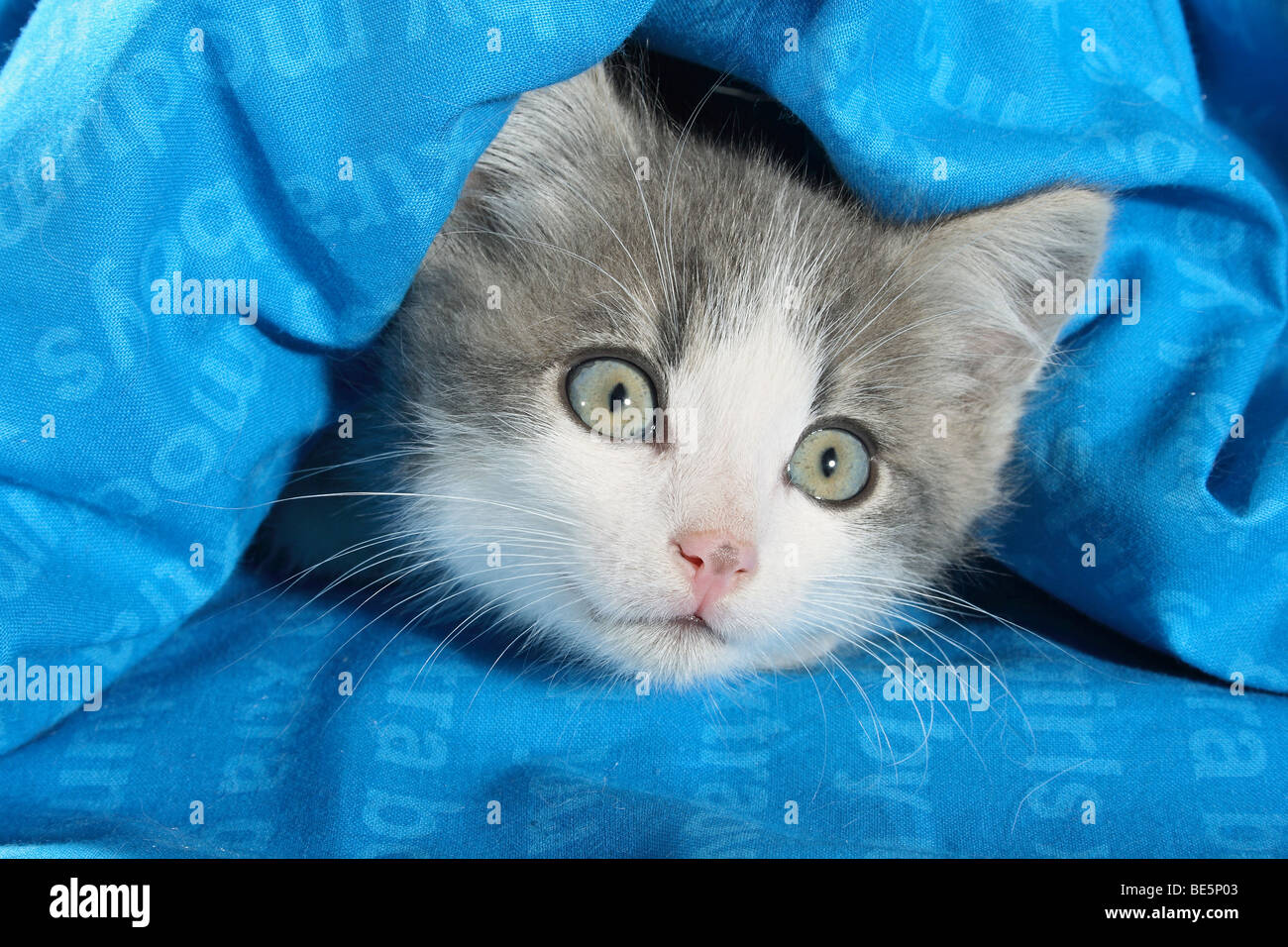 Hauskatze - Katze liegend unter dem Deckmantel Stockfoto