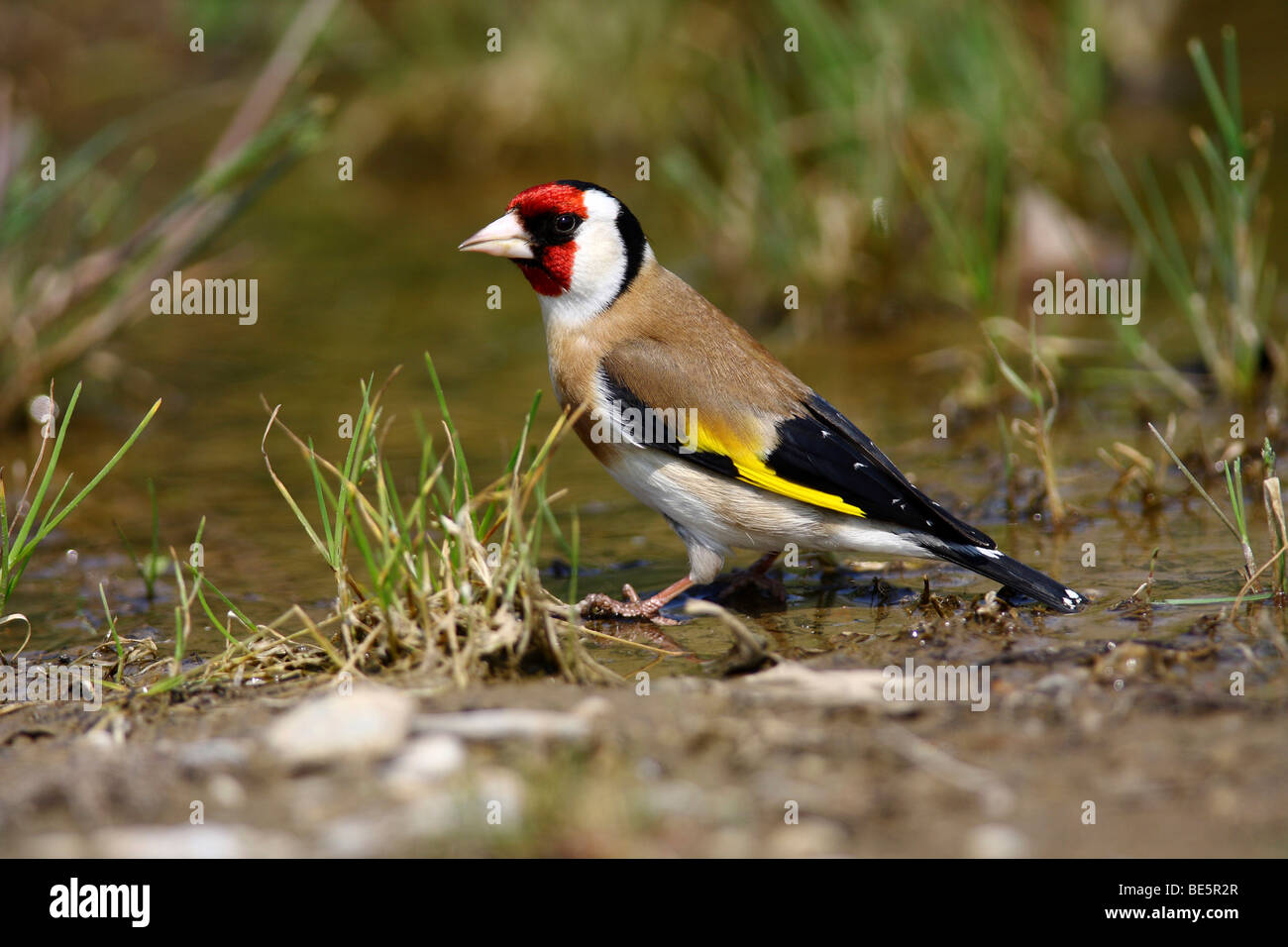 Stieglitz (Zuchtjahr Zuchtjahr) sitzen am Rand der Pfütze, Burgenland, Österreich, Europa Stockfoto