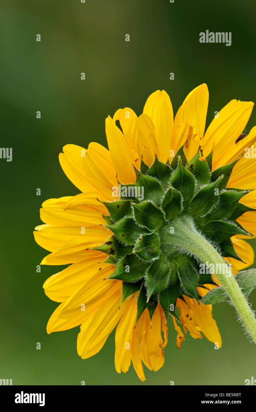 Nahaufnahme einer Sonnenblume Hinterkopf Stockfoto