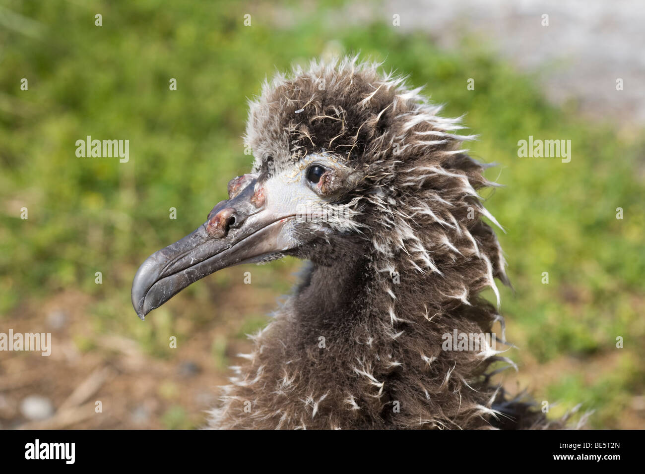 Vogelpockenseuche bei einem jungen Laysan Albatross Küken mit Pusteln auf dem Schirm und um das Auge (Phoebastria immutabilis) Stockfoto