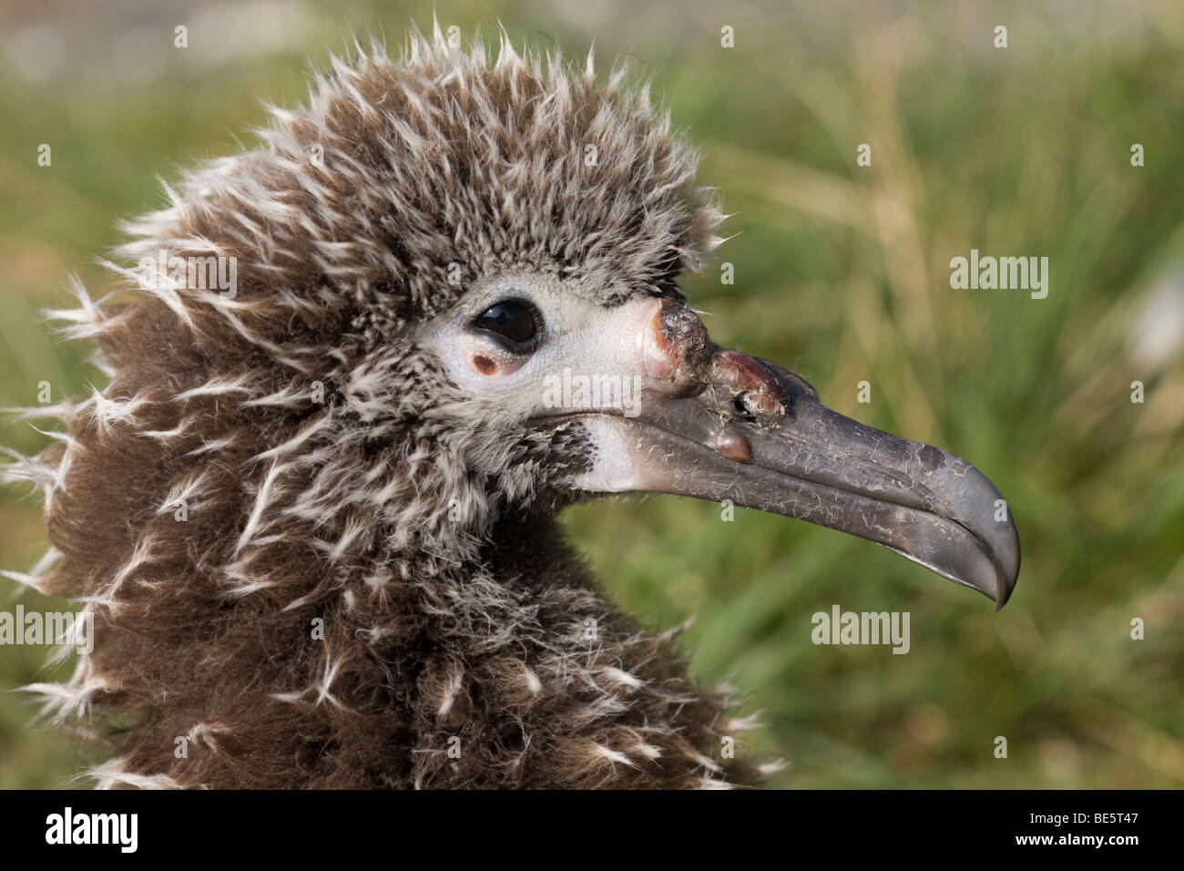 Aviäre Pockenseuche bei einem Laysan Albatross Küken mit Pusteln am Schnabel (Phoebastria immutabilis) Stockfoto