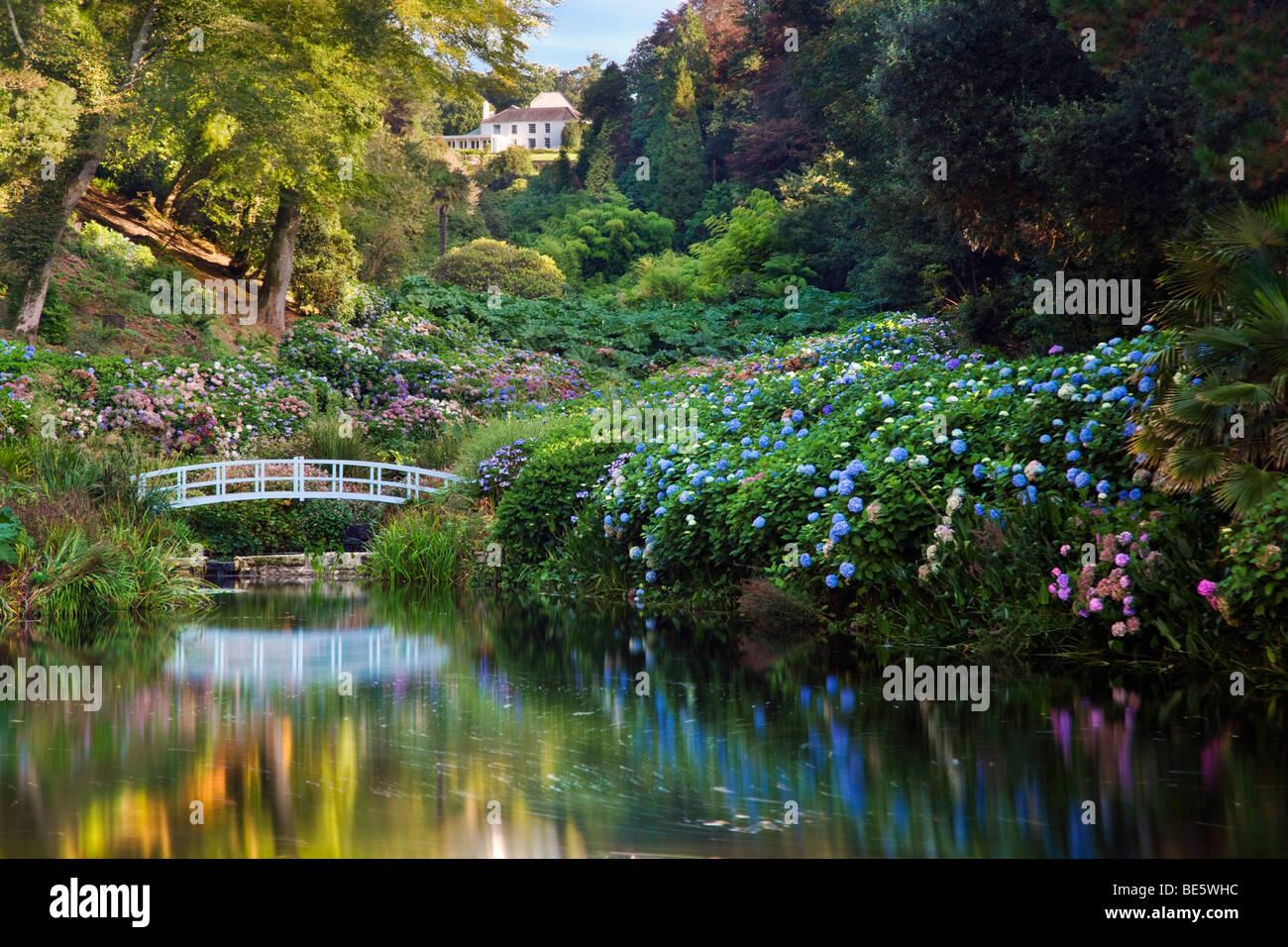 Trebah, Haus und Garten; Teich und Hortensien Stockfoto