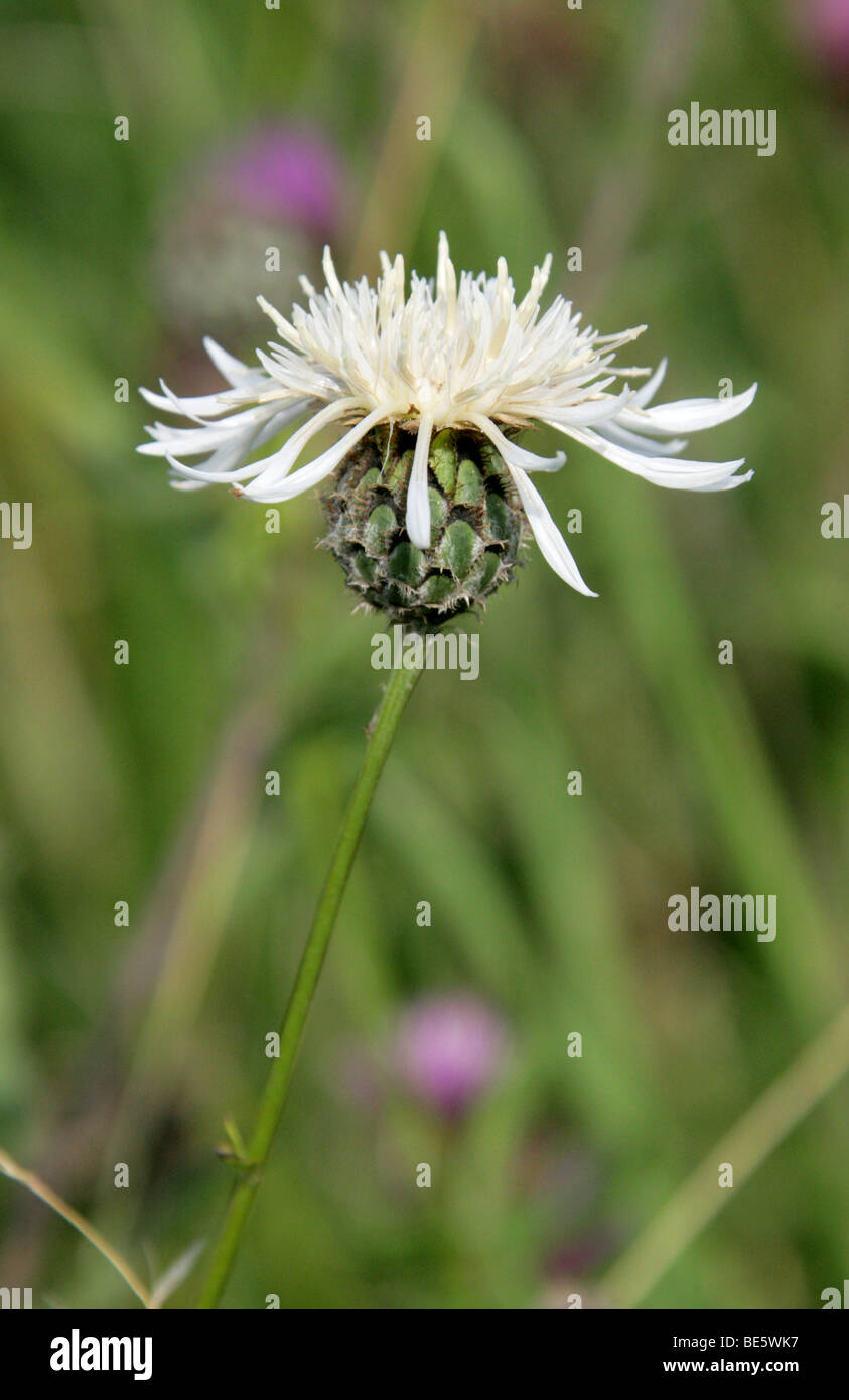 Weiße Variation von Greater Knapweed, Centaurea scabiosa, Asteraceae (Compositae). GROSSBRITANNIEN Stockfoto