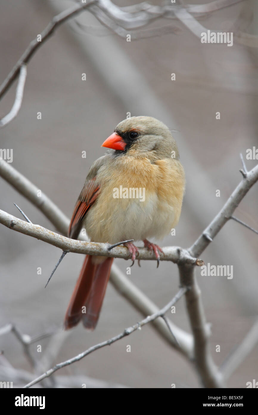 Nördlichen Kardinal (Cardinalis Cardinalis Cardinalis), weibliche sitzen auf offenen Abzweig im Winter. Stockfoto
