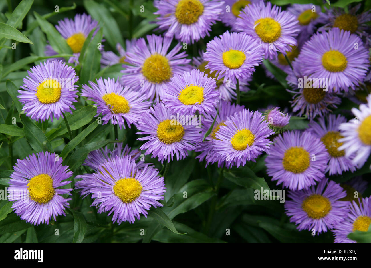 Seaside Fleabane oder Seaside Daisy, Erigeron glaucus, Asteraceae. Großbritannien, Europa Stockfoto