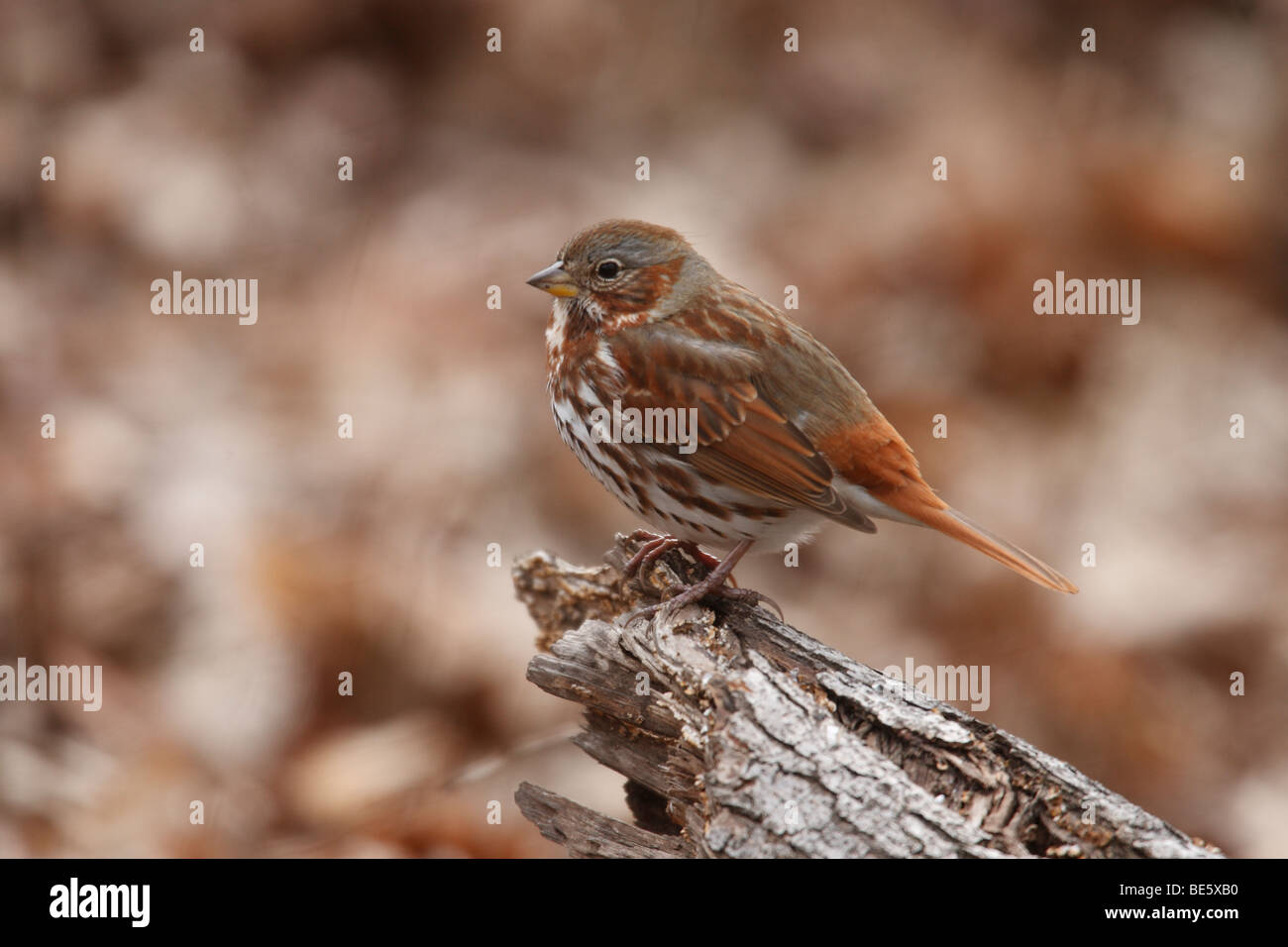 Fox-Sparrow (Passerella Iliaca Iliaca), östliche Unterart, sitzend auf Baumstamm im Winter. Stockfoto