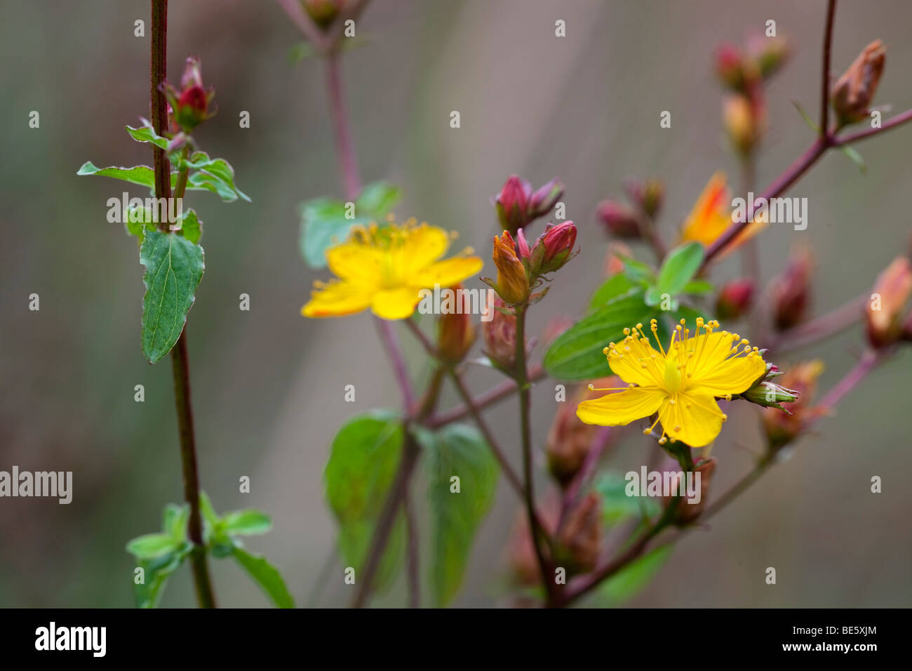 wellig St Johns Würze; Hypericum Triquetrifolium; Klavier-Moor; Cornwall Stockfoto