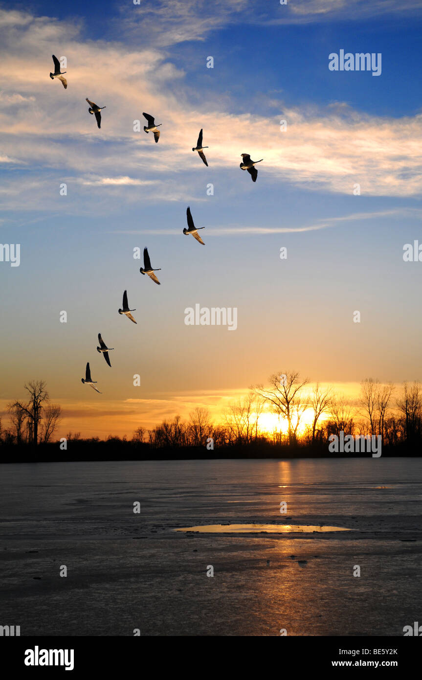 Kanadische Gänse fliegen in V-Formation über einen gefrorenen See während des Sonnenuntergangs Stockfoto