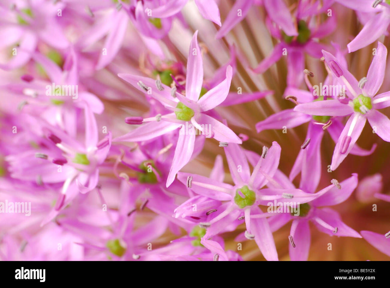 Dekorative Blütenstand von Allium Stockfoto