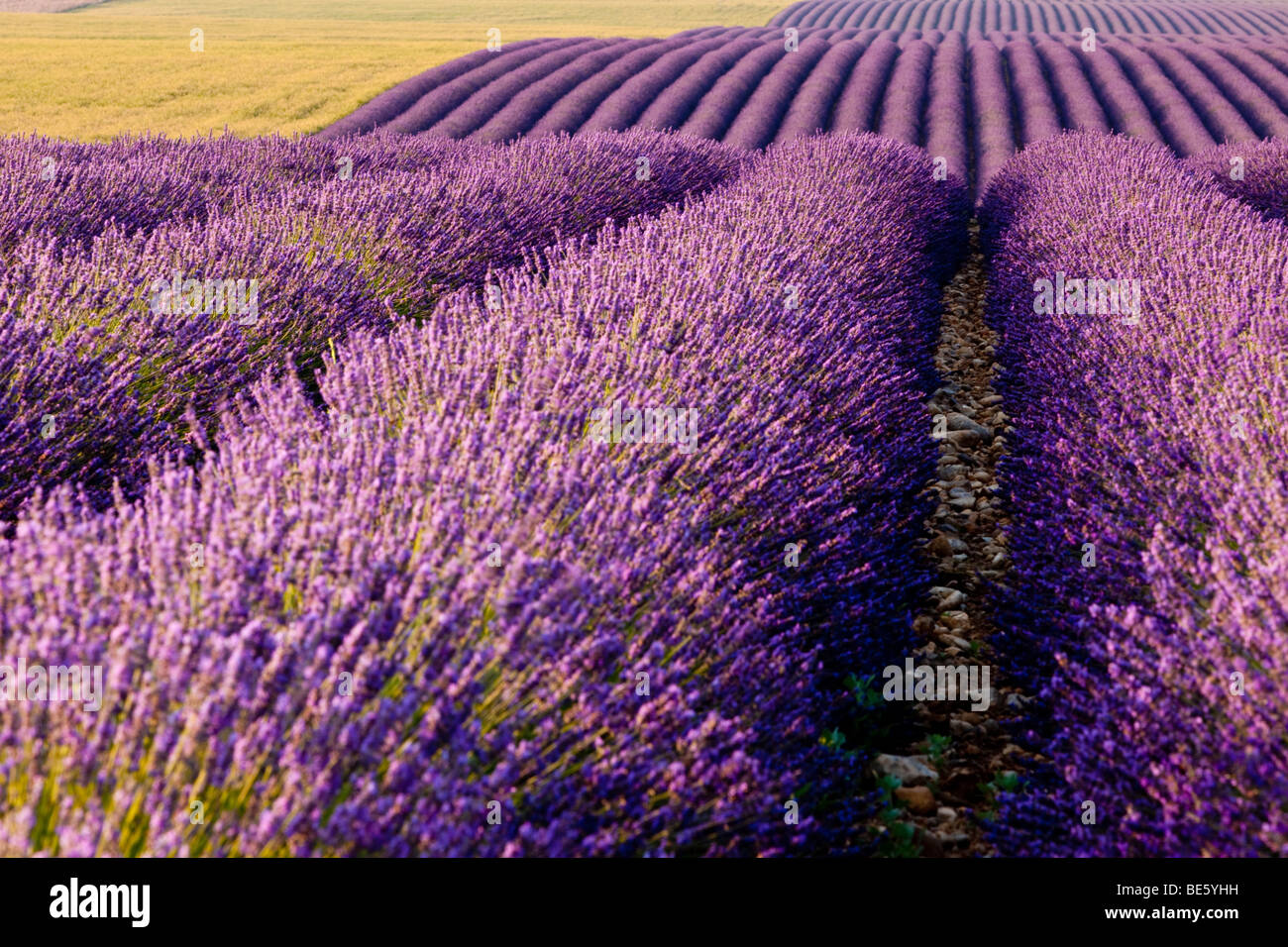 Feld von Lavendel in der Nähe von Valensole, Provence Frankreich Stockfoto