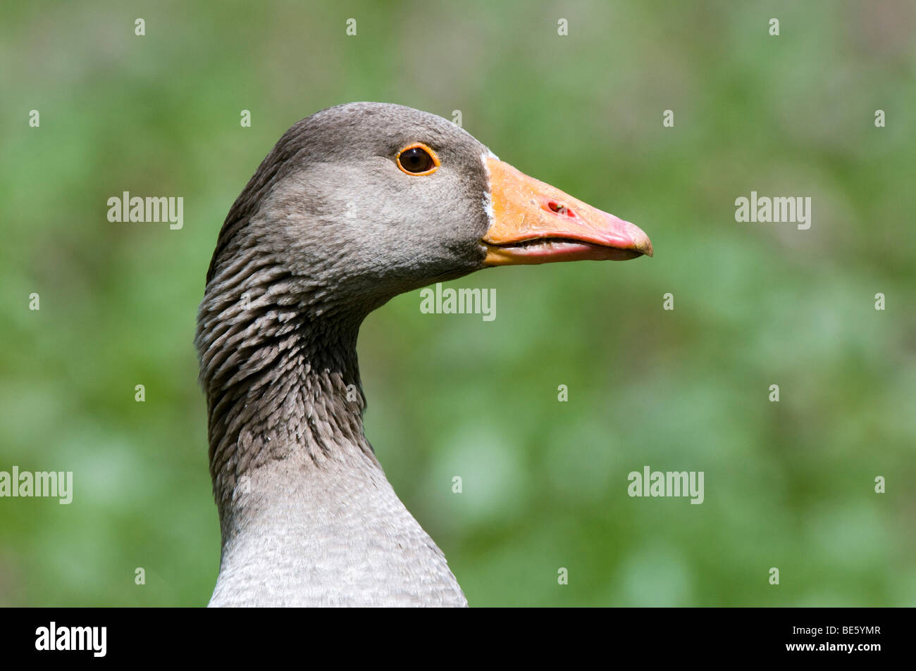Graugans (Anser Anser), portrait Stockfoto