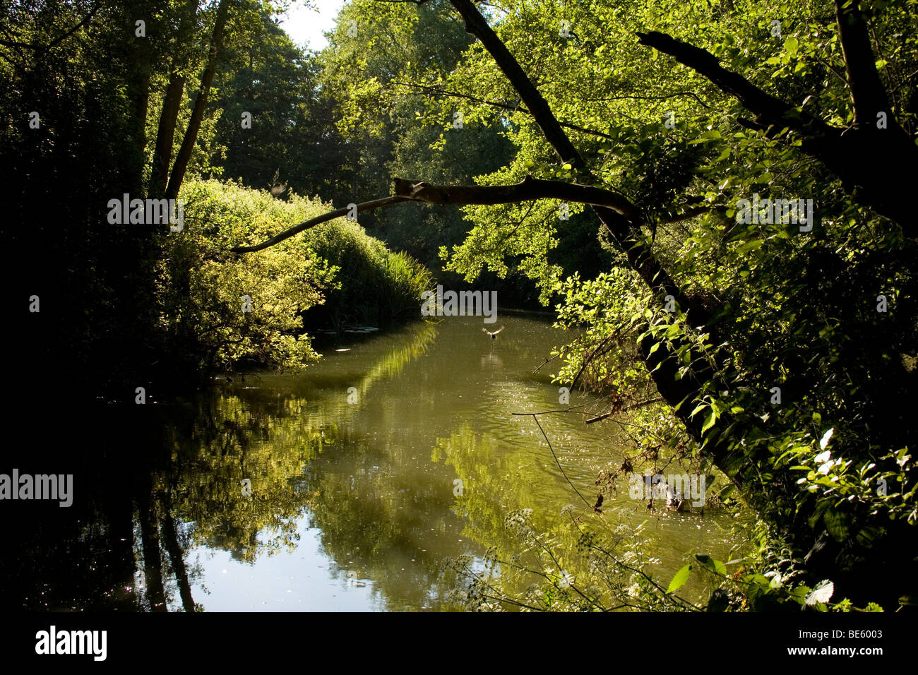 Reflexionen im Fluss Maulwurf, Surrey, England Stockfoto