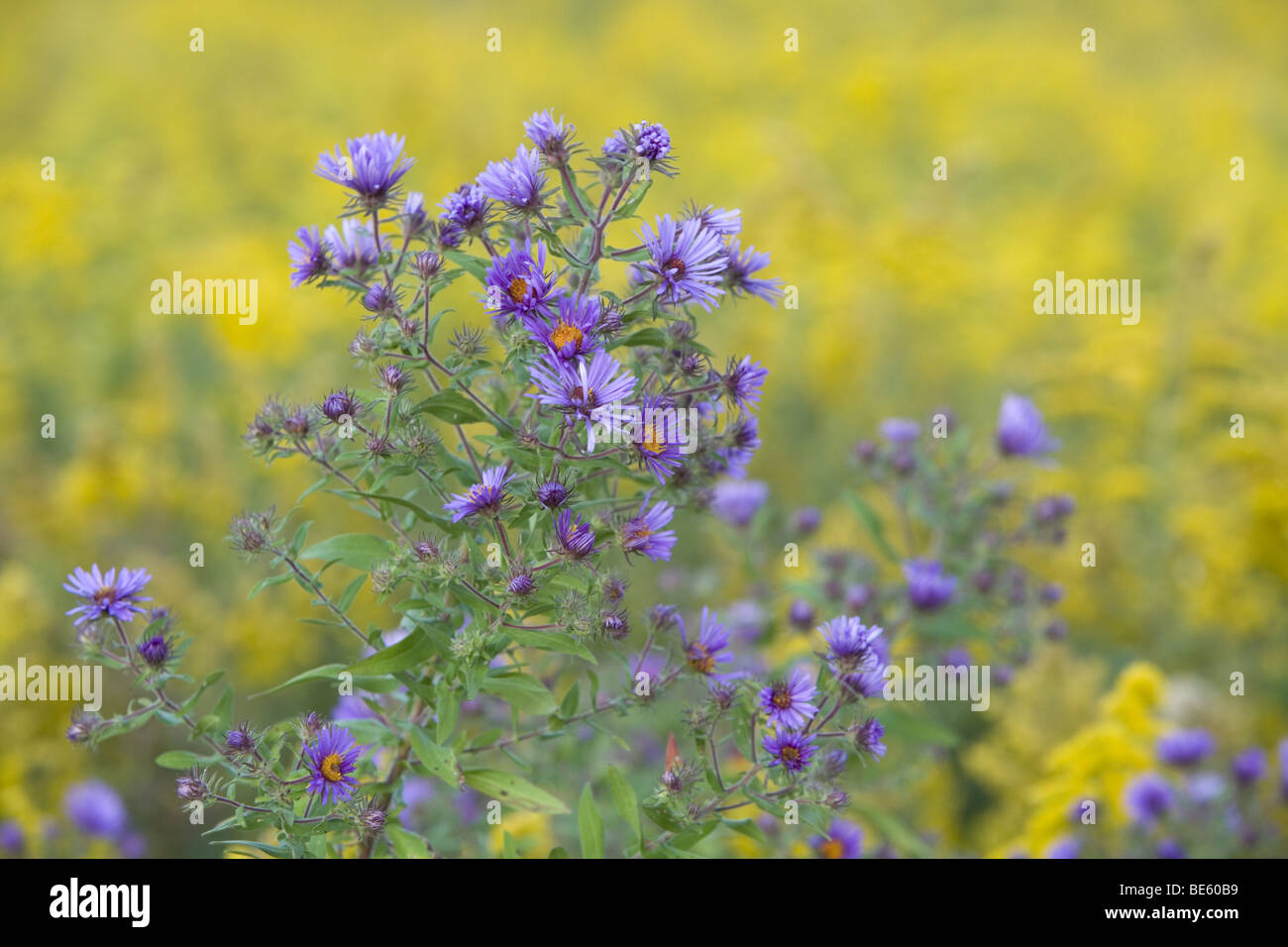 New England Astern Goldrute Hintergrund Stockfoto