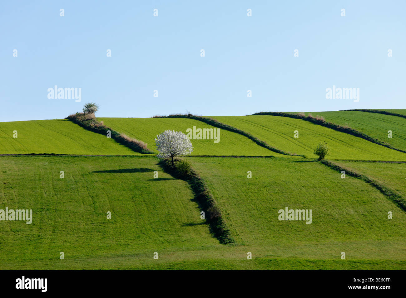 Auenlandschaft mit Hecken im Naturpark Kamptal-Schönberg, Waldviertel, Niederösterreich, Österreich Stockfoto