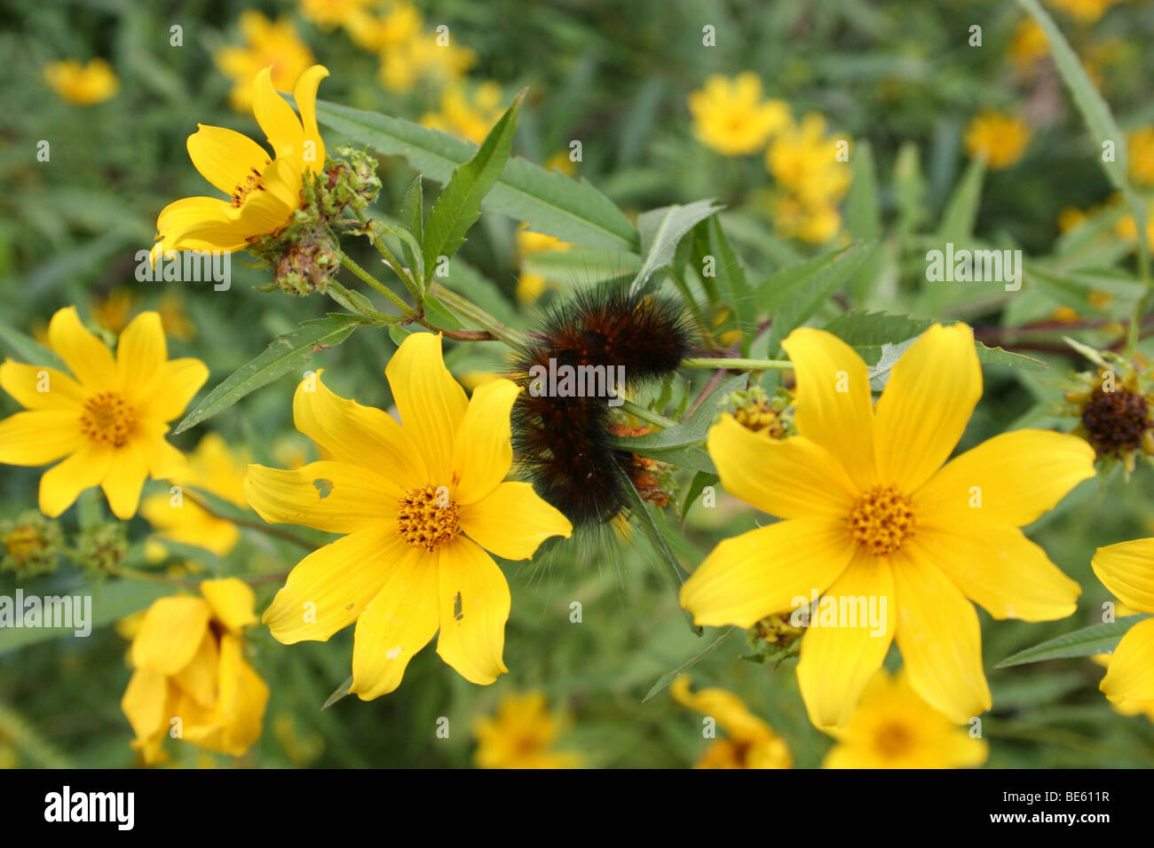 Coreopsis Beggarticks {Bidens Polylepis} mit gelber Bär Raupe ...
