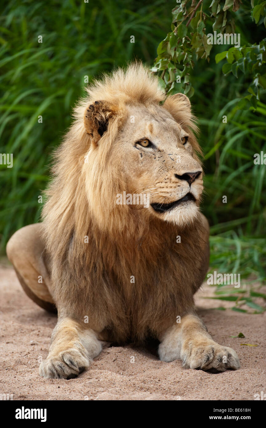 Löwe (Panthero Leo), Timbavati Game Reserve, Greater Kruger National Park, Südafrika Stockfoto
