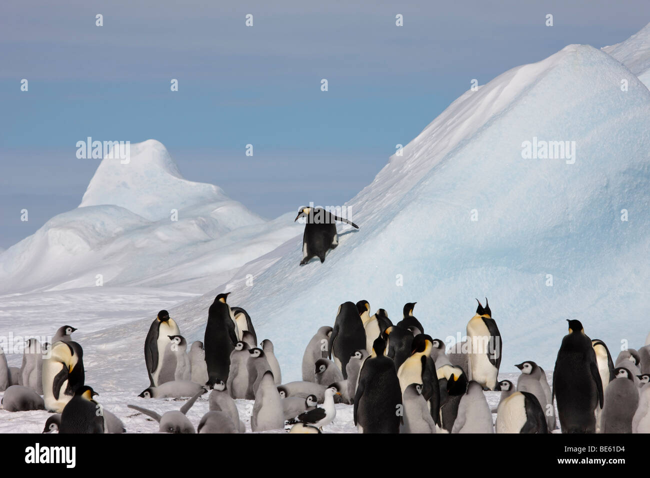Gruppe von Babys und Erwachsene Kaiserpinguine in der Antarktis beobachten einen lustige Erwachsenen rutschen einen großen blauen Eisberg Stockfoto
