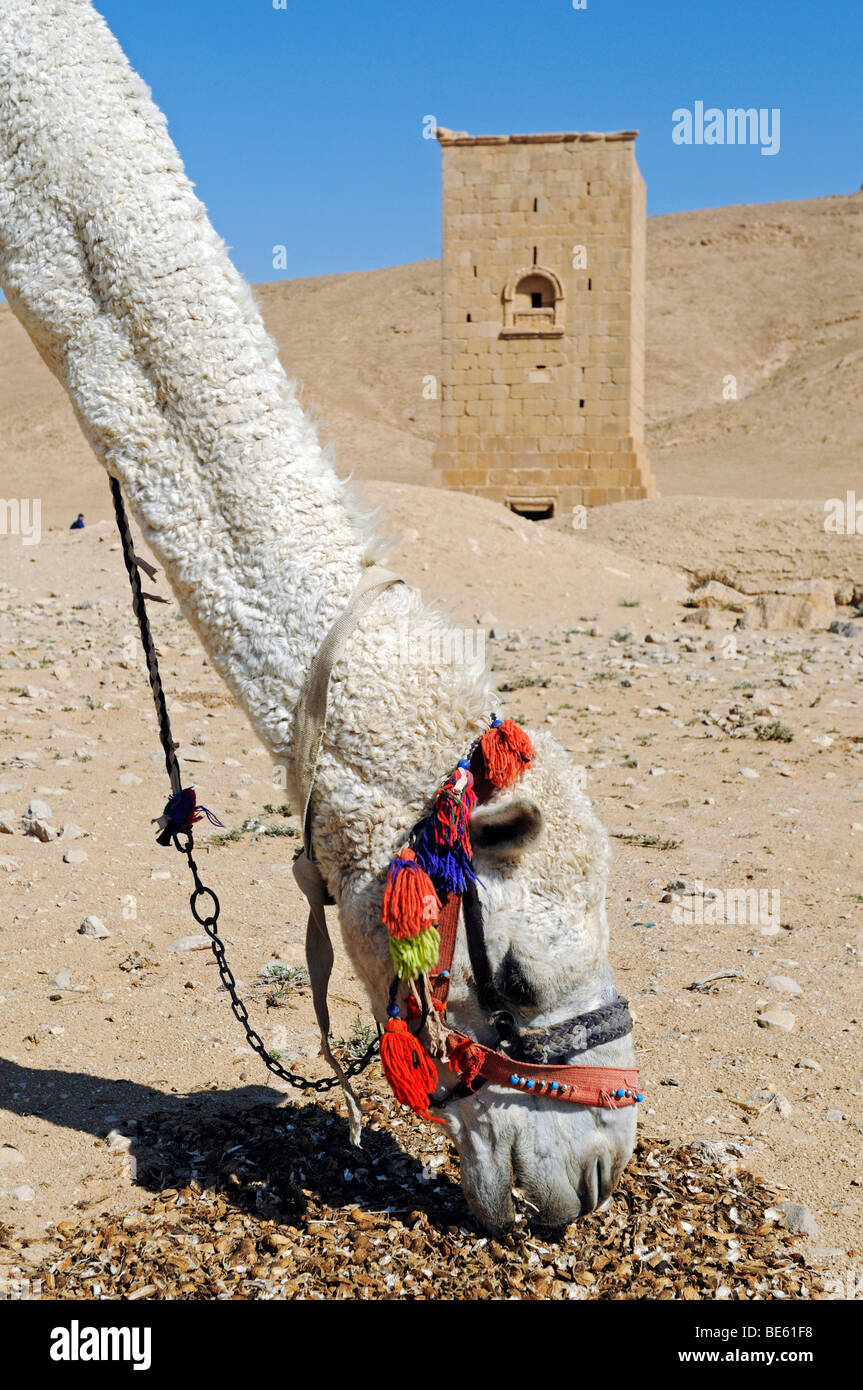 Schweren Turm des Elahel im Tal der Gräber, Palmyra Ausgrabungsstätte, Tadmur, Syrien, Asien Stockfoto