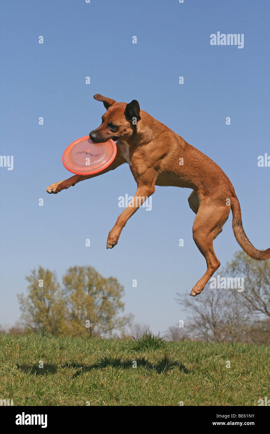 Dog catches frisbee during dog -Fotos und -Bildmaterial in hoher Auflösung  – Alamy