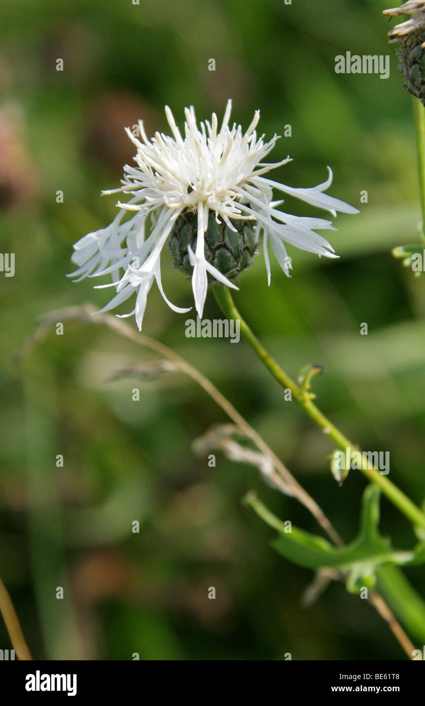 Weiße Variation von Greater Knapweed, Centaurea scabiosa, Asteraceae (Compositae). GROSSBRITANNIEN Stockfoto