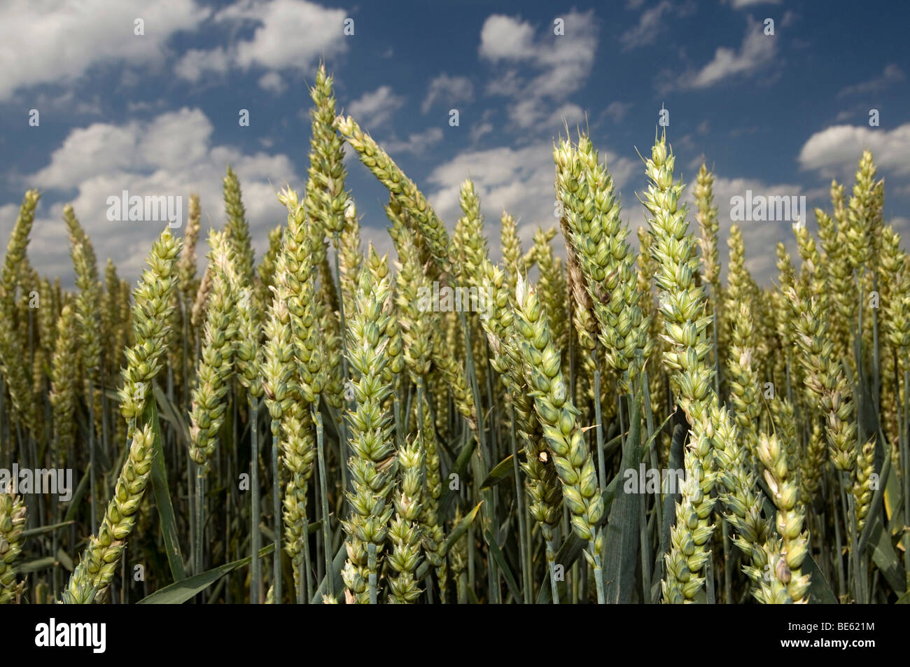 Weizenfeld (Poaceae Triticum) Stockfoto