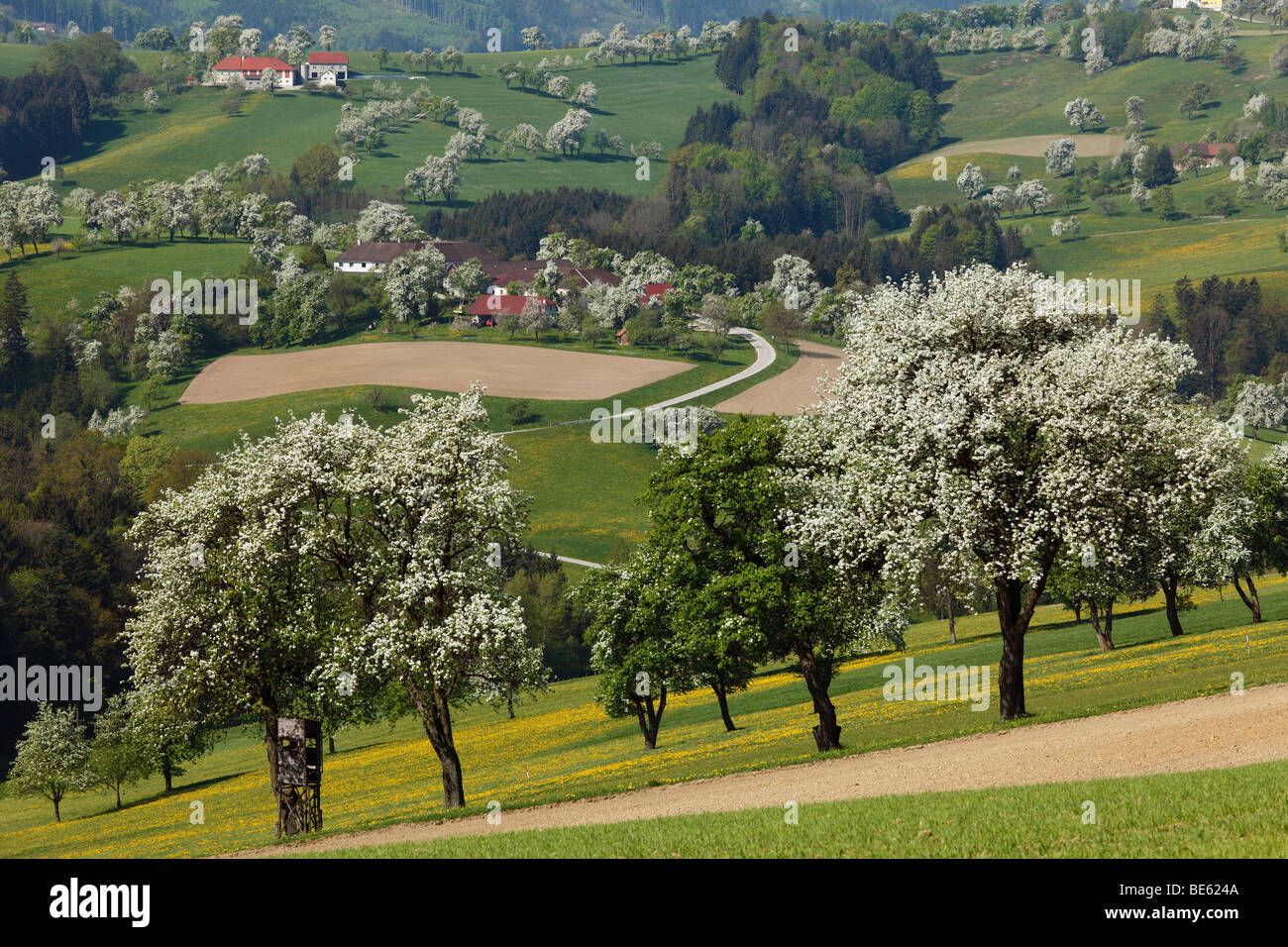 Blühende Birnenbäume, Mostviertel-Region in der Nähe von Biberbach, Moststrasse Route, Niederösterreich, Österreich Stockfoto