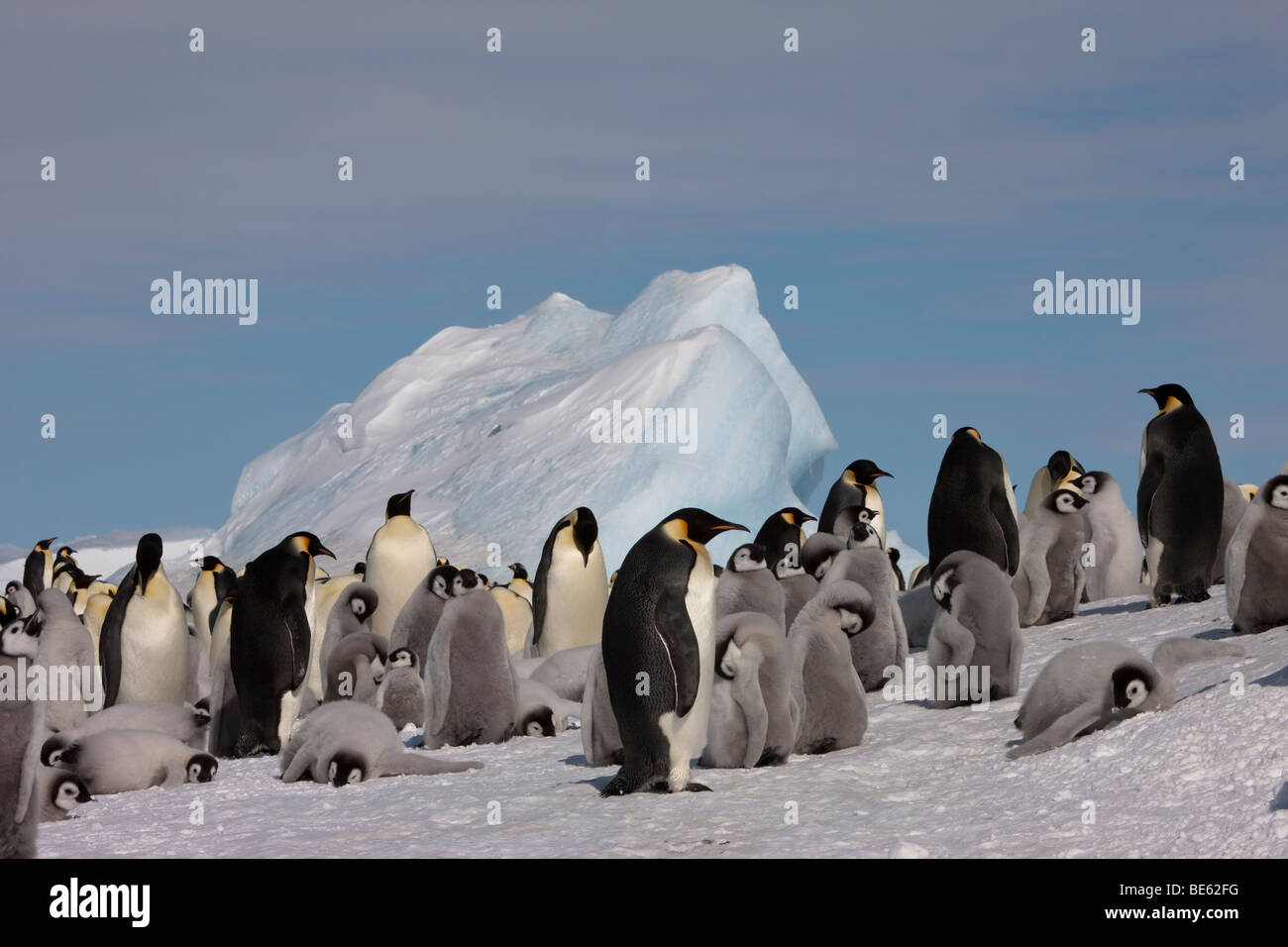Zucht-Kolonie Kaiserpinguine auf Snow Hill Island in der Antarktis Stockfoto