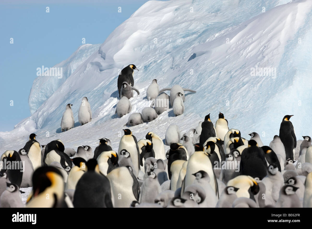 Lustige Gruppe von Kaiserpinguin-Küken in der Antarktis erfahren Sie auf einem großen blauen Eisberg zu klettern, während man surft auf den berg Stockfoto