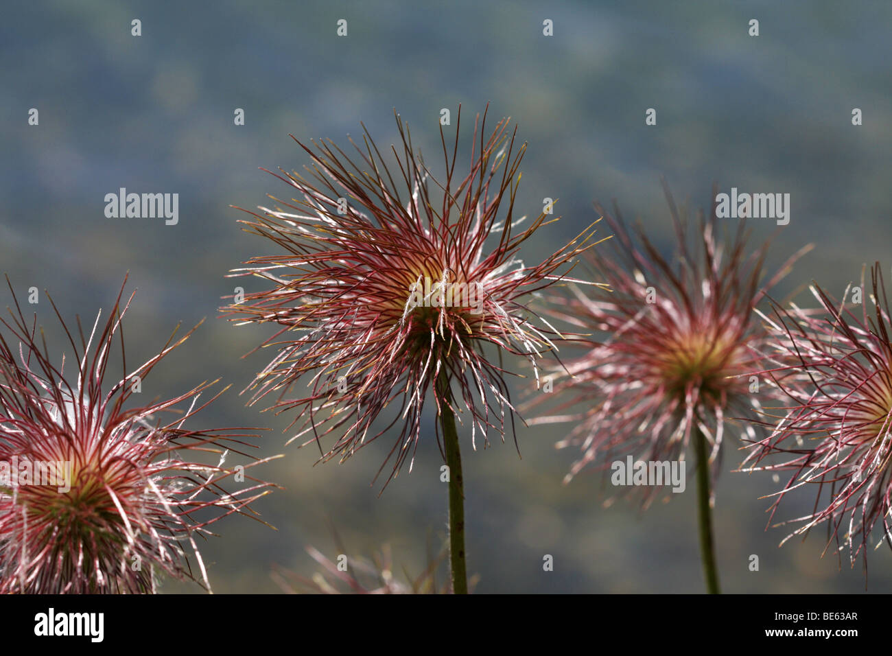 Alpine Pasqueflowers (Pulsatilla Alpina) Stockfoto